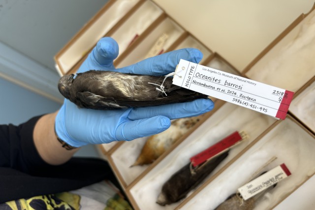 Close up of Andean Storm-petrel Tag