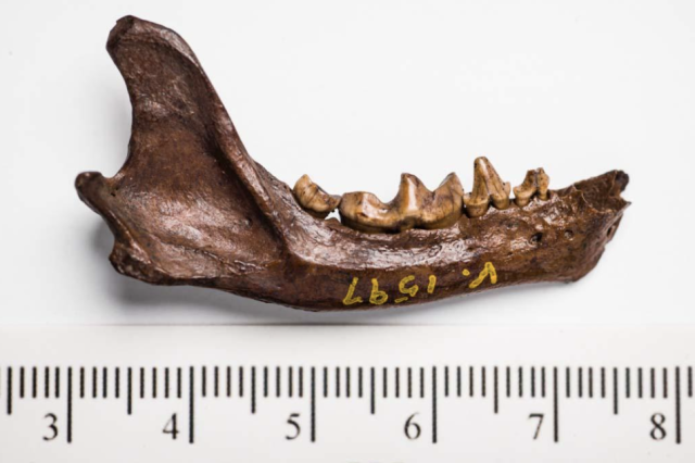 A jaw microfossil is measured against a ruler in centimeters. It spans from 3.5 cm to 7.5 cm. 