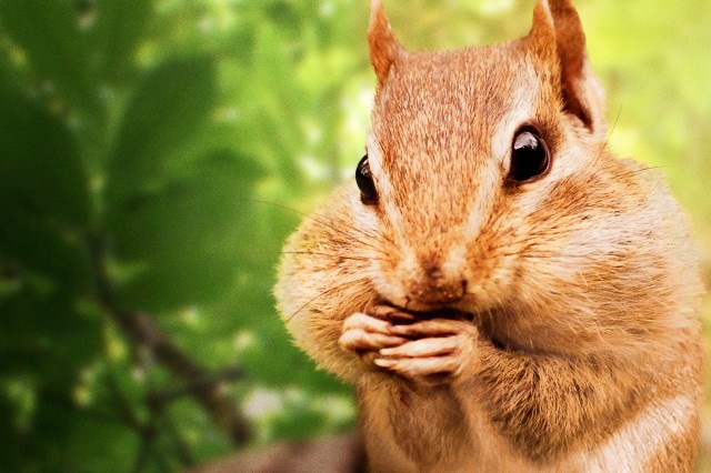 Chipmunk holding food to its mouth with a blurry, leafy background