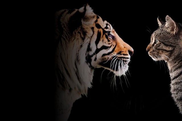 Image of a tiger and domestic cat facing one another