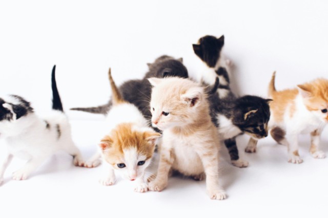 Black and white and orange white kittens on a white background