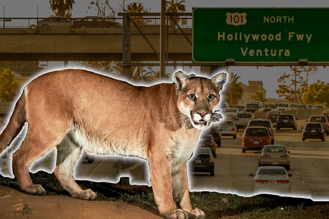 Mountain lion with a glowing outline around it and a freeway with cars behind it