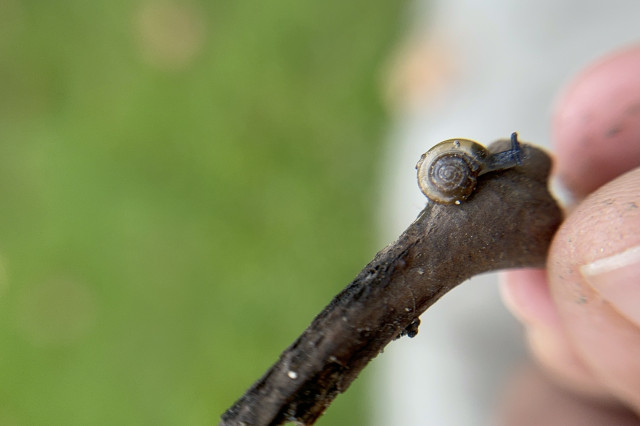 Liliana Hernández Glass Snail iNaturalist