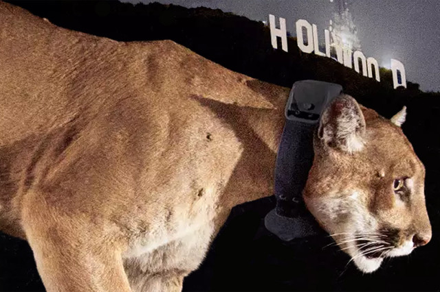 Side view of a mountain lion with Hollywood sign in the background