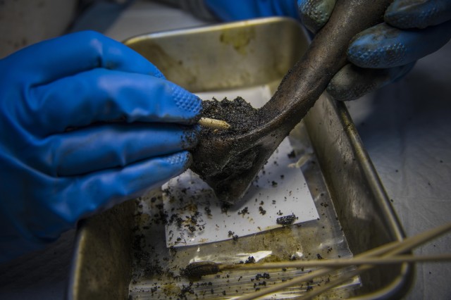 a gloved hand uses small tools to clean a fossil