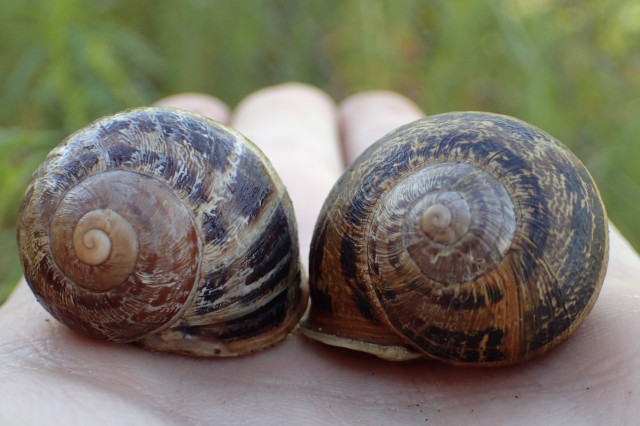 two garden snails, one left-spiraling, one right-spiraling, held in a person's palm