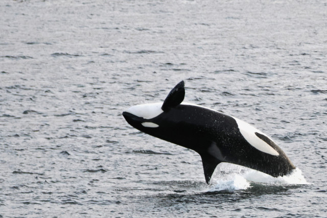 An orca jumping out of the water