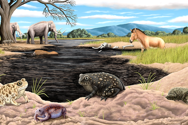 Reconstruction of Spea labreae, a black toad with orange spots in front of a tar pit, flanked by three other toads