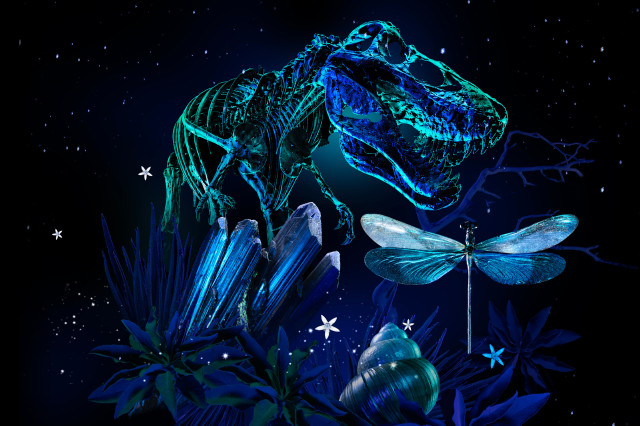 Blue illuminated dinosaur skeleton, dragonfly, and shell against a starry night sky