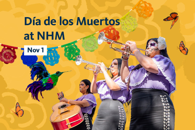 Women with face paint playing horns and a guitar, against a yellow background with butterflies