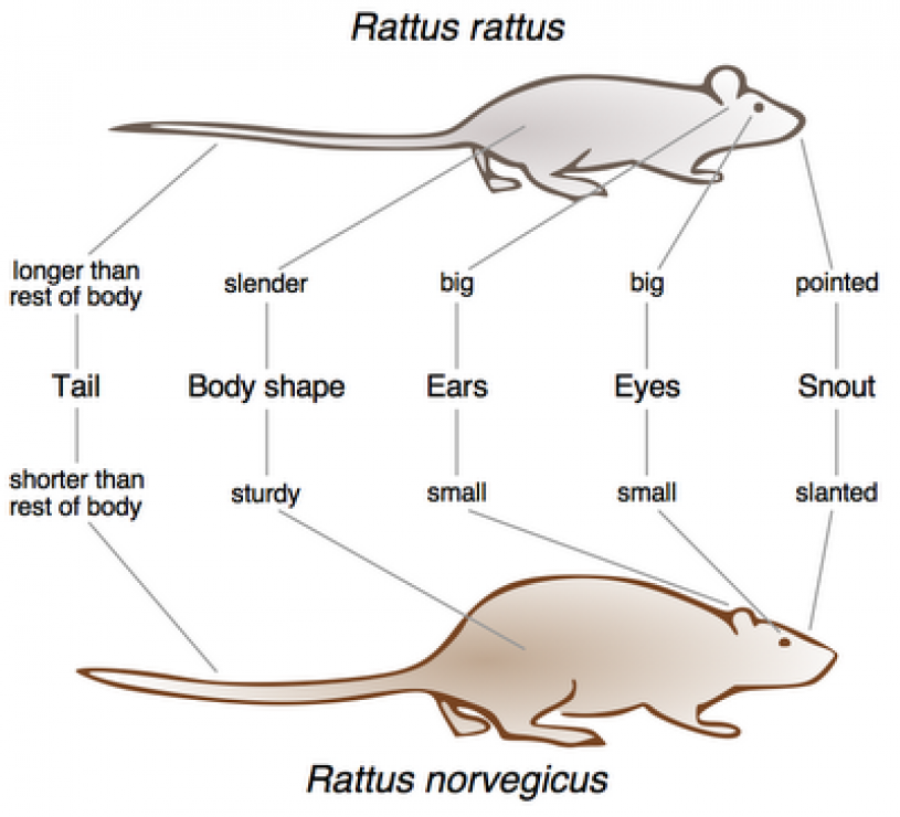 Comparison of the physique of a black rat, Rattus rattus,  with a brown rat, Rattus norvegicus, from wikipedia  
