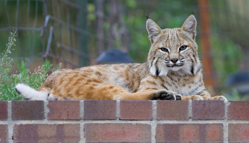 bobcat backyard brick ledge