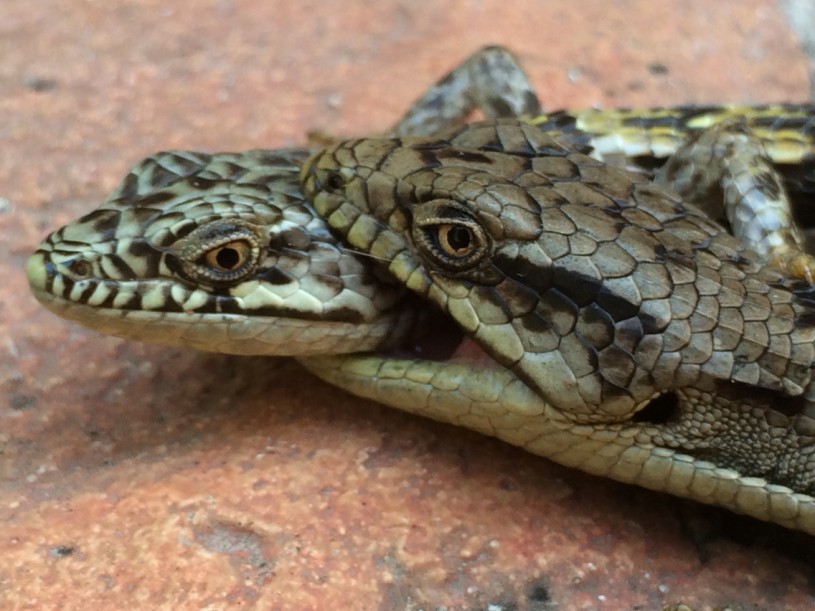 Close-up of a male biting the head of a female.