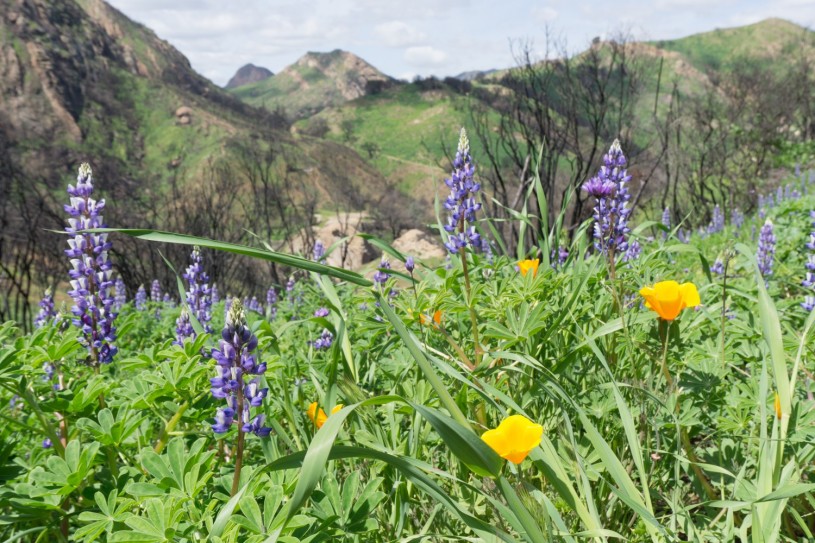 Lupines and California poppies blooming after the Woolsey fire.