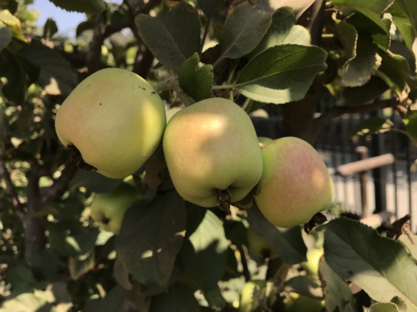 Dorsett golden apples ripening in the Edible Garden