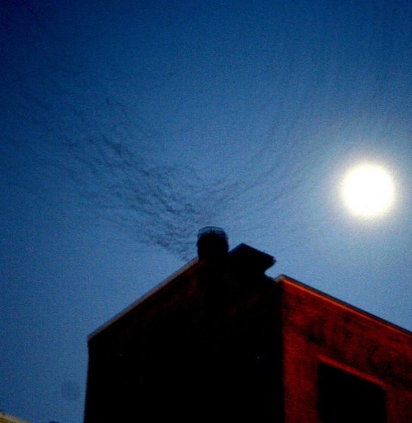 Vaux’s Swifts using communal roosting site in Downtown Los Angeles, 2013. Photo: Jeff Chapman