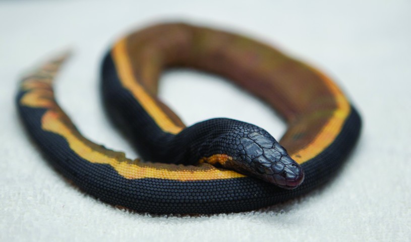 Yellow Bellied Sea Snake