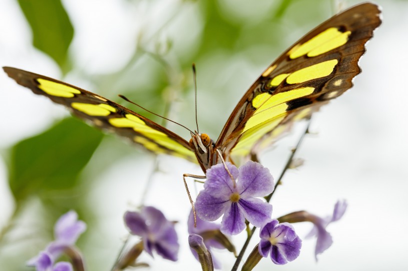 Yellow and black malachite butterfly resting on a purple flower