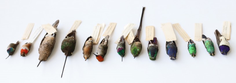 Colorful birds Ornithology Collection