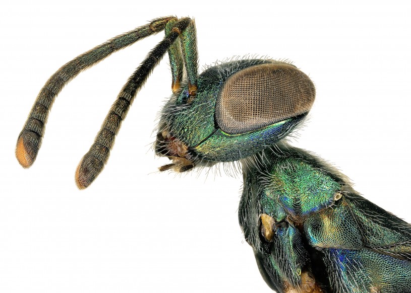 Close up of Green Wasp 
