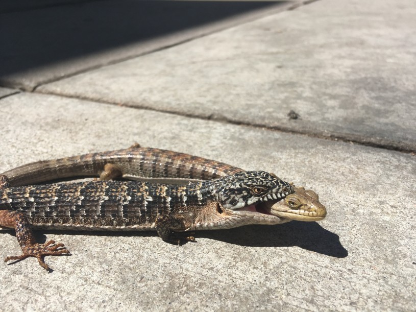 A pair of southern alligator lizards, in West LA