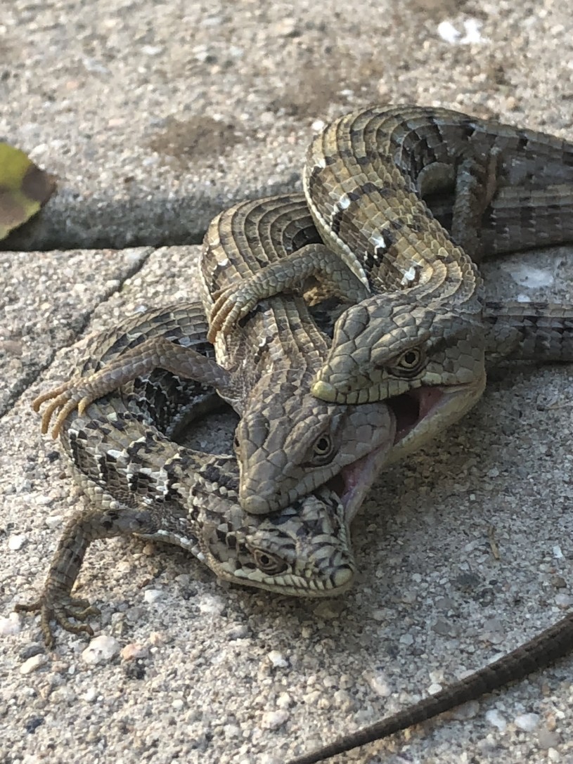 Alligator Lizard mating. Uncommon observation with three lizards, one male is holding on to another male. 