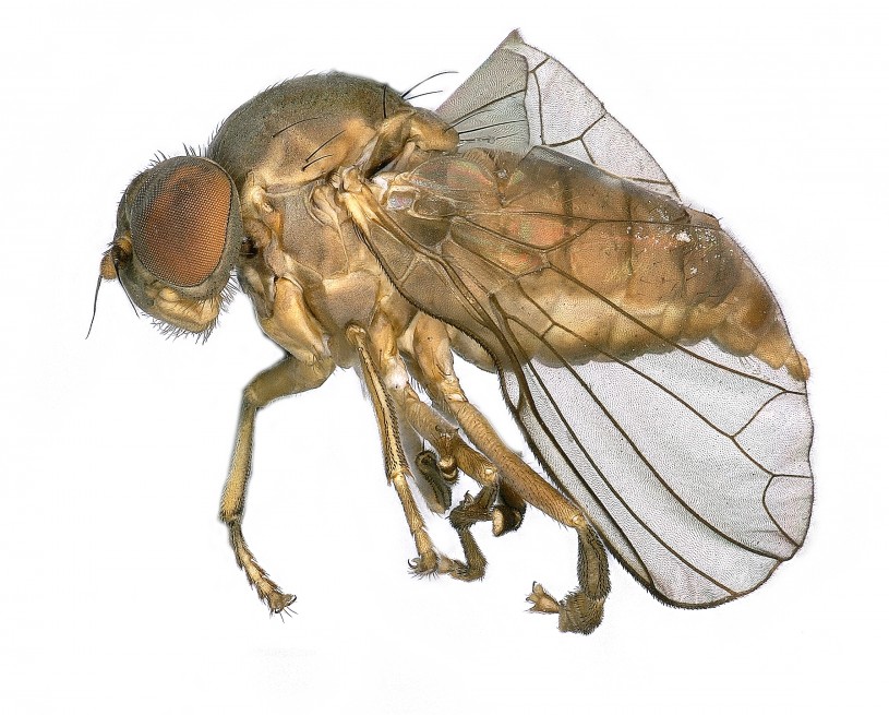 close up of flat footed fly