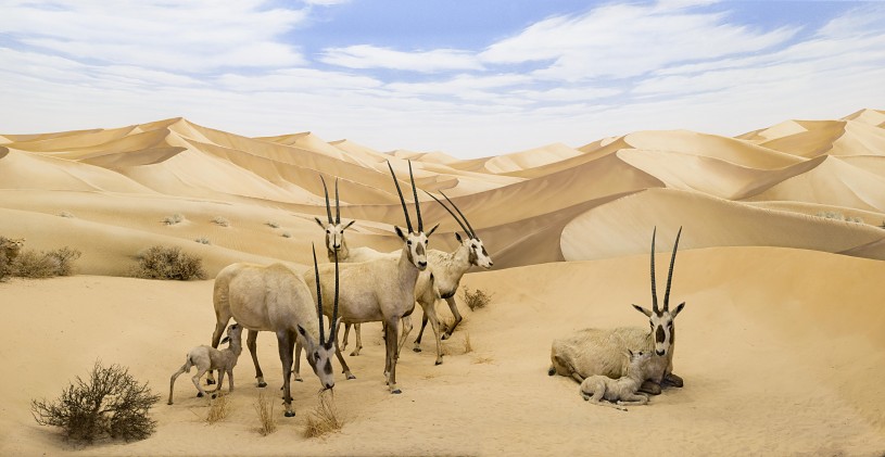 NHM Diorama with Arabian Oryx