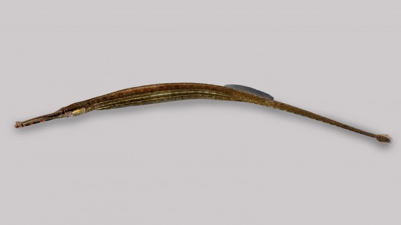 Pipefish from Costa Rica