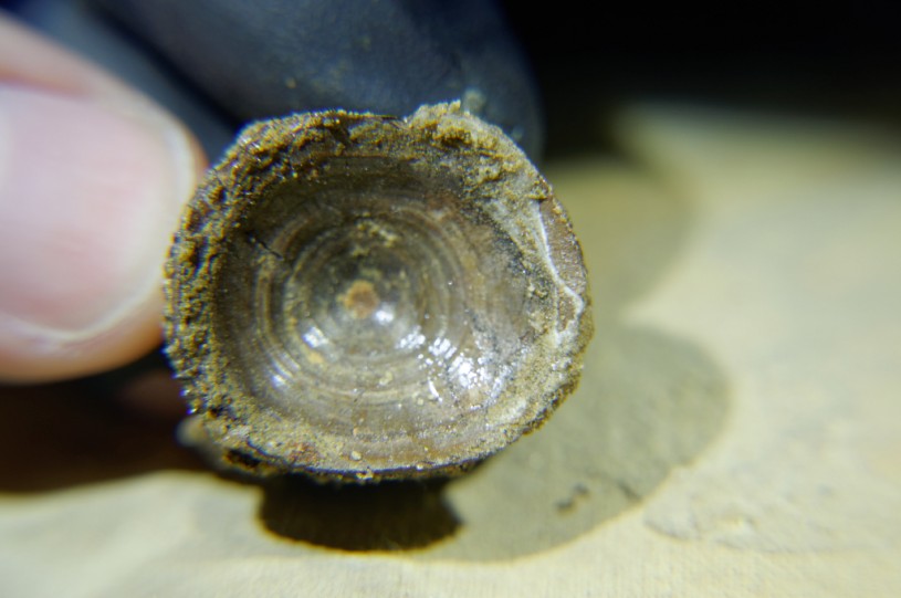 A micro fossil from the Marble Head Bone Bed.