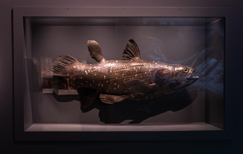 coelacanth natural history of horror