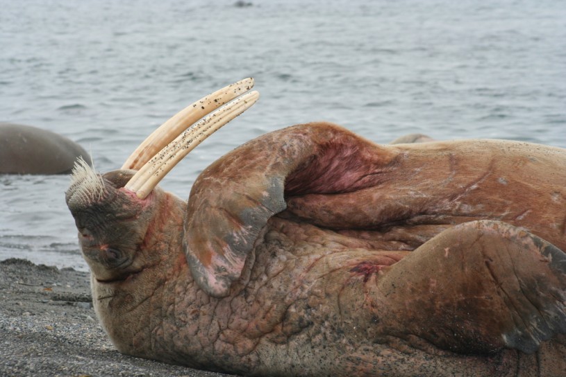 Tusky walrus on its back