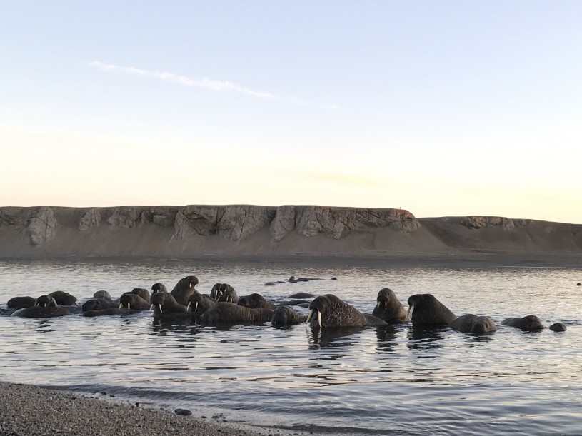 walruses_on_the_beach_c_ilya_murashev