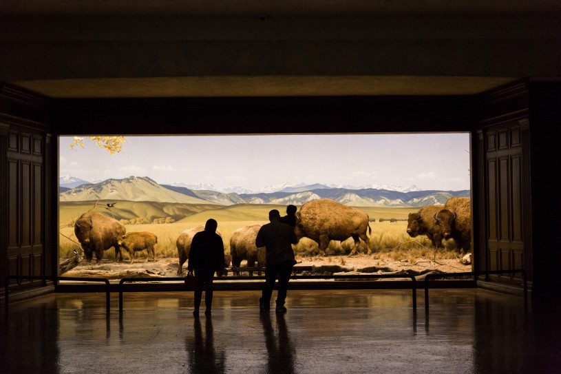Visitors contemplate the bison diorama NHM