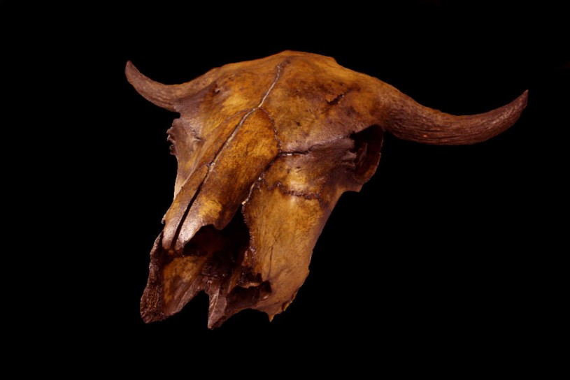 La Brea Bison Skull