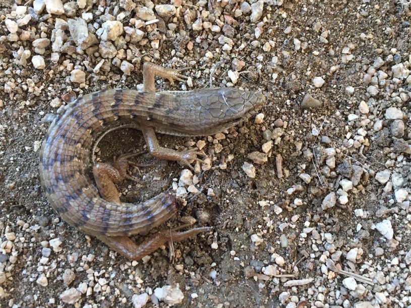 Southern Alligator Lizard photographed immediately after an attack by a cat, during which it dropped its tail. Photograph by Kristin Papoi and Violet Gibbs and contributed to iNaturalist (observation 1733118).