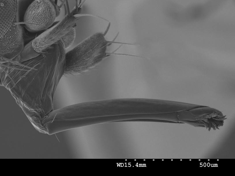 dohrniphora fly head SEM scan
