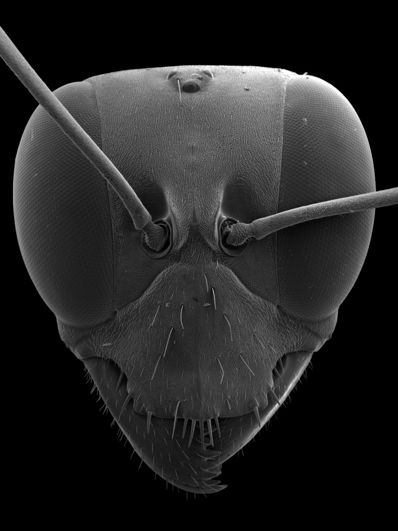 gigantops destructor head fly SEM scan
