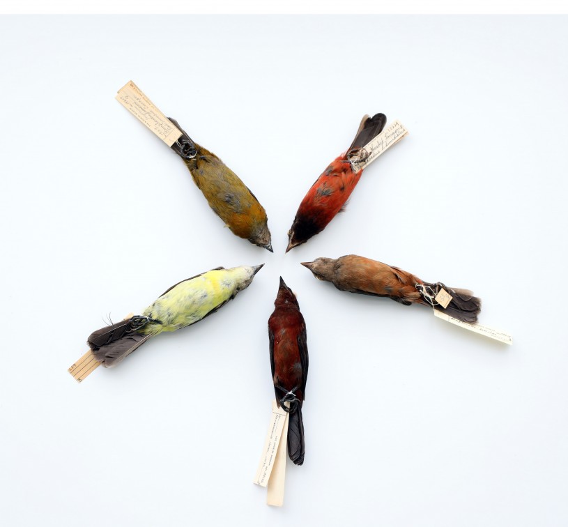 Wheel of Female Tanagers