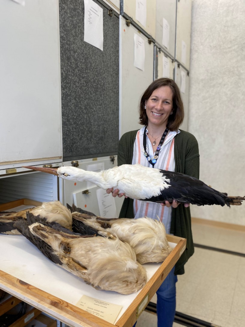 Dr. Allison Shultz holding a white stork specimen 