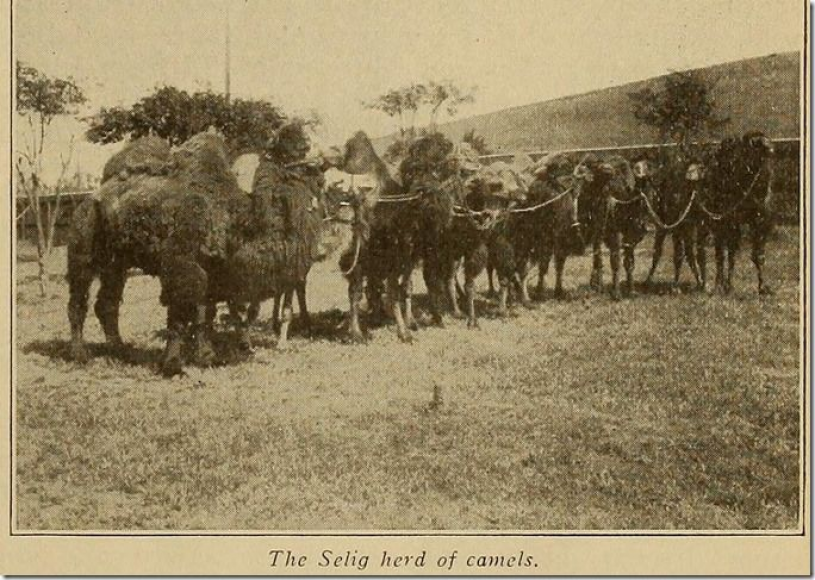 The Selig Herd of camels - most likely featuring Topsy.