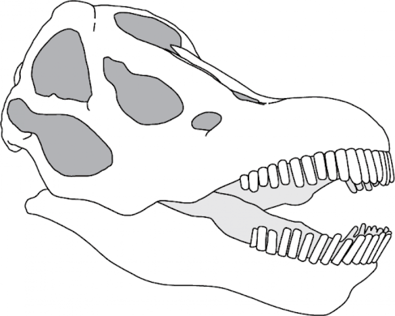 reconstruction_of_sauropod_skull
