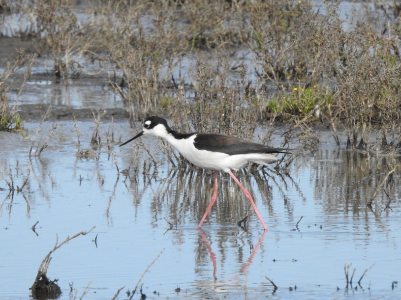 black-necked_stilt_image_by_inaturalist_user_andy71