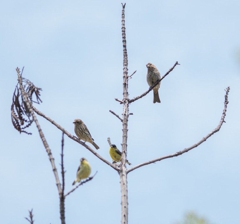 finches in a tree image by iNaturalist user glmory