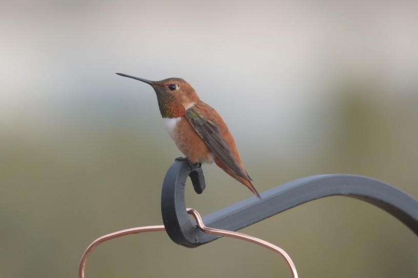 rufous_hummingbird_by_inaturalist_user_kgarret