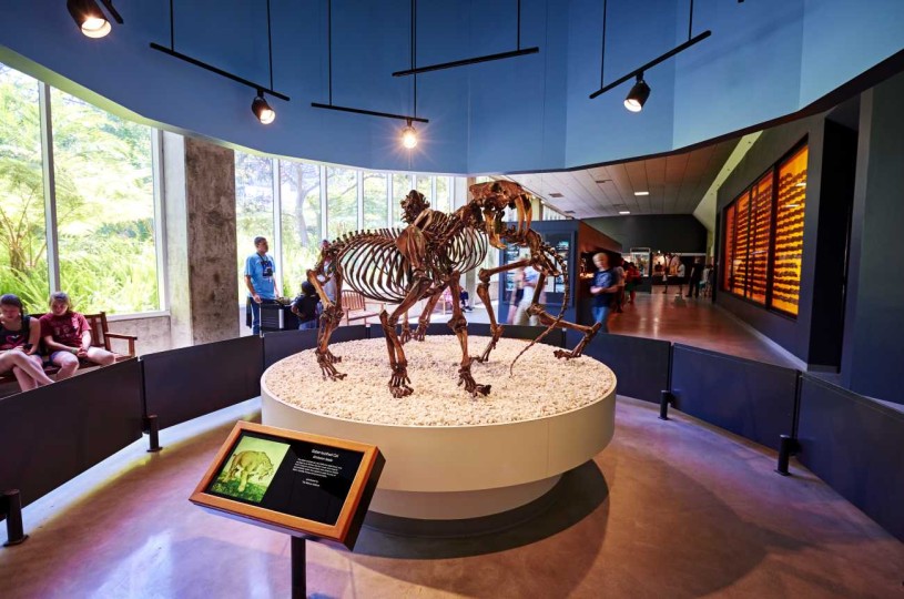 Stop 2: Saber-toothed cat skeleton display