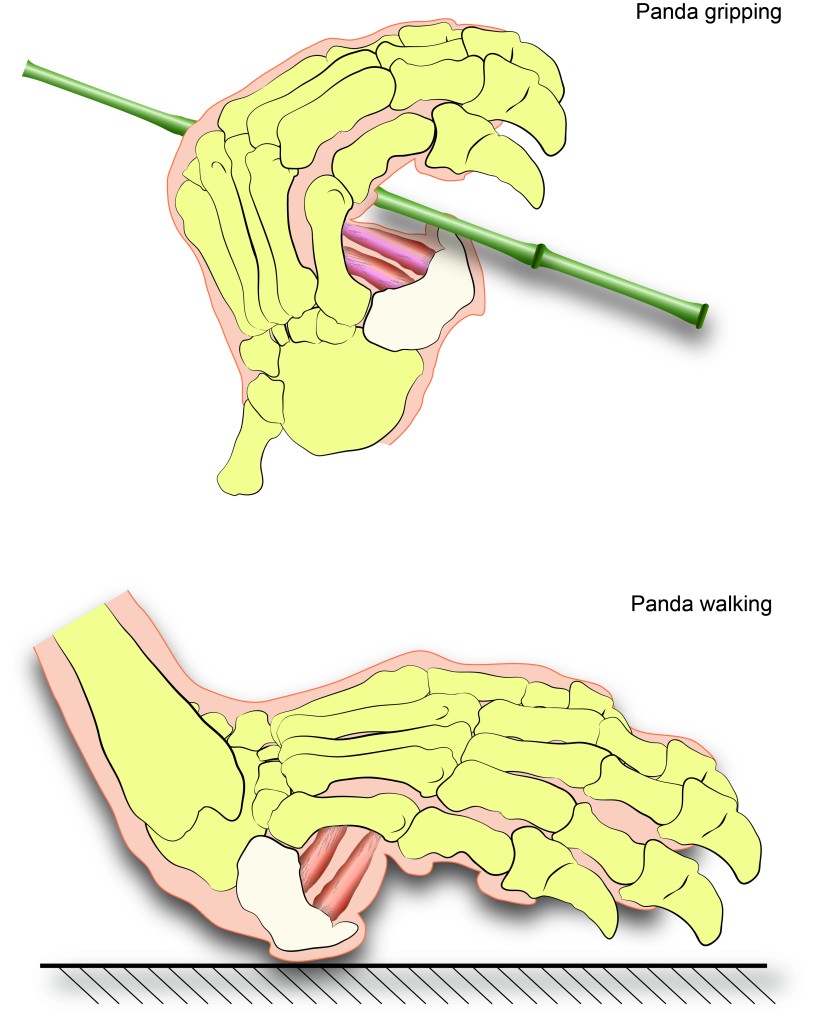 Figure 4, panda gripping vs walking (white bone is the false thumb). Courtesy of the Natural History Museum of L.A. County.
