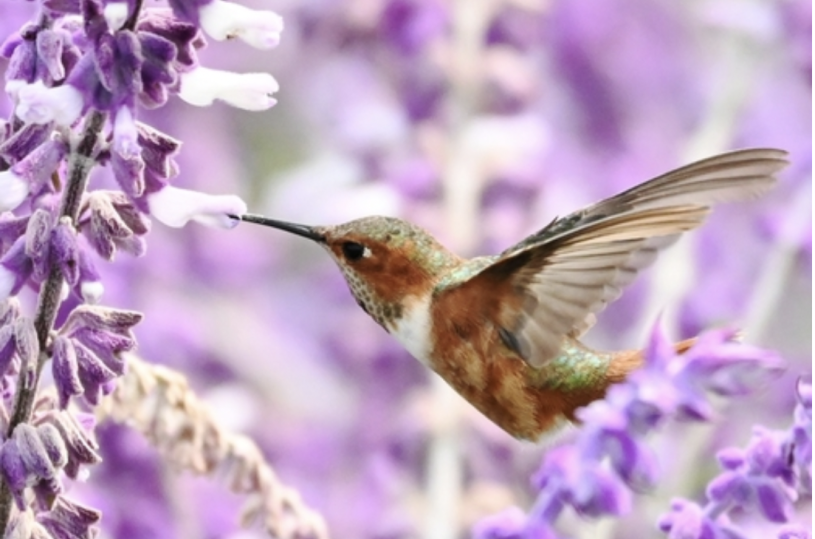 Allen's hummingbird