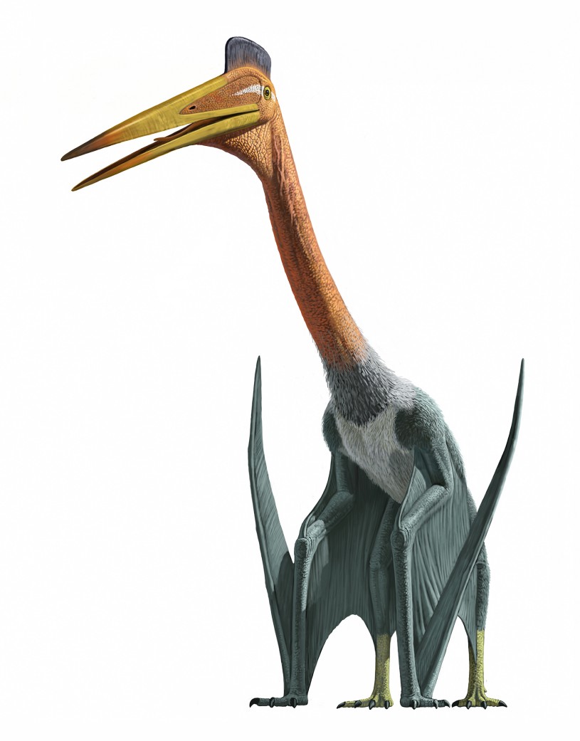 Quetzalcoatlus illustration