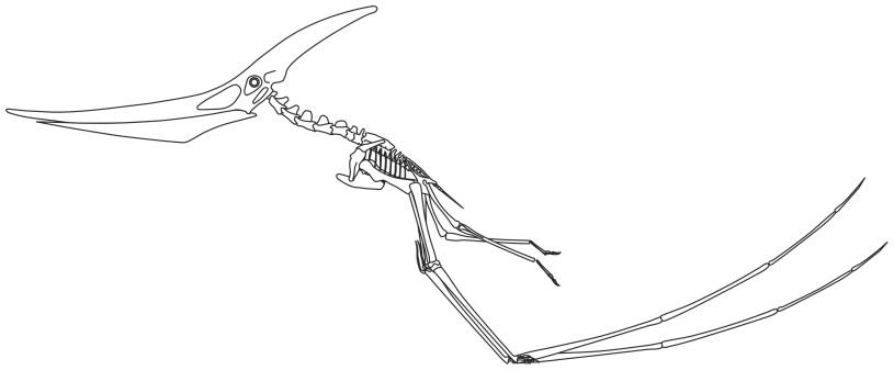 Skeletal reconstruction of a quadrupedally launching Pteranodon.